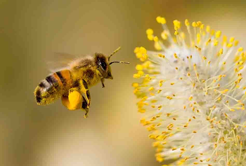 94 especies de abejas identificadas en Nicaragua